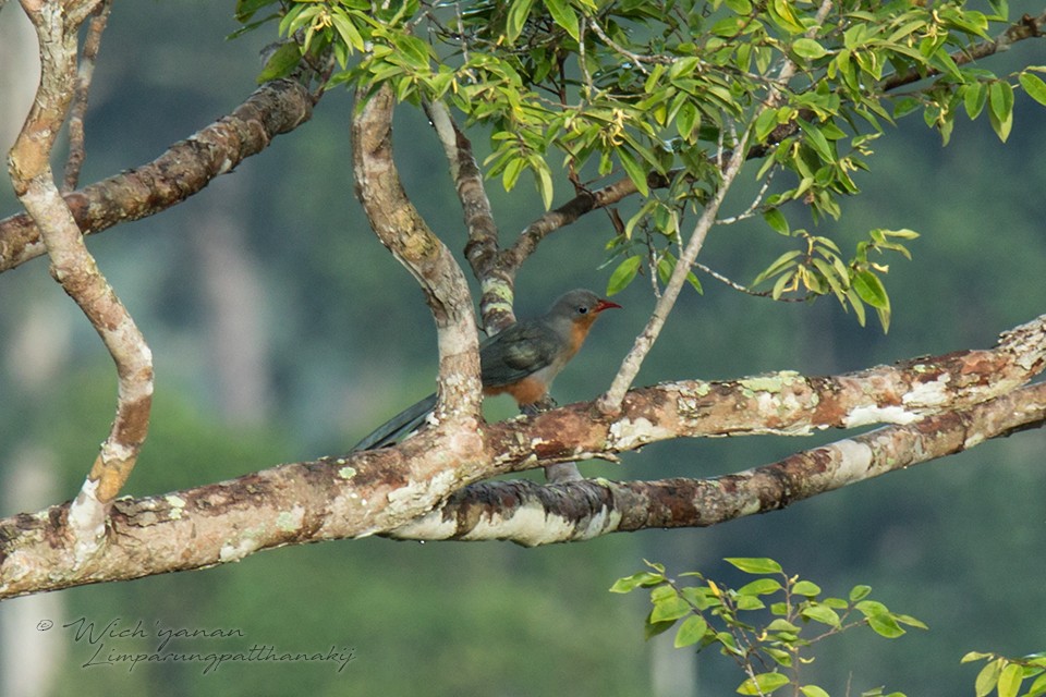 Red-billed Malkoha - ML109881351