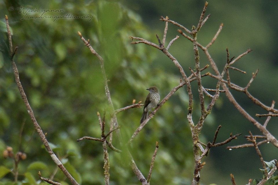 Bulbul malais - ML109881361