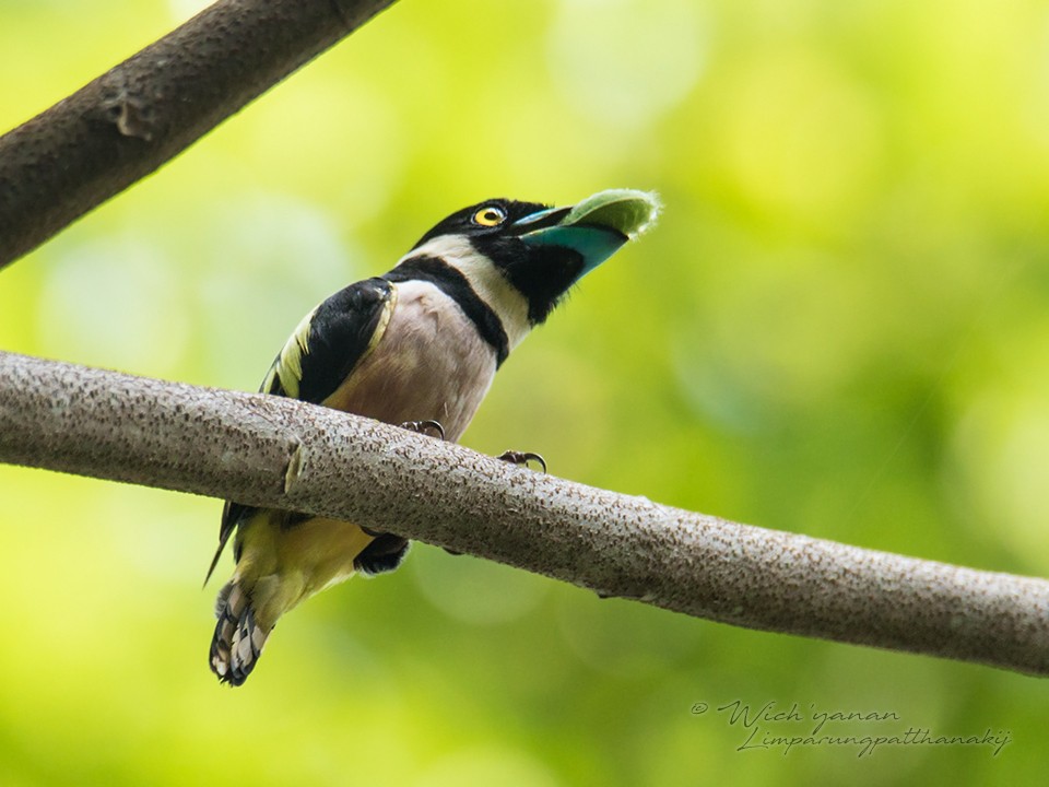 Black-and-yellow Broadbill - ML109881451