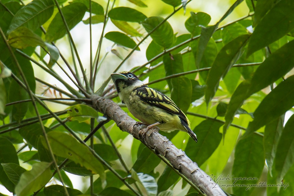 Black-and-yellow Broadbill - ML109881461