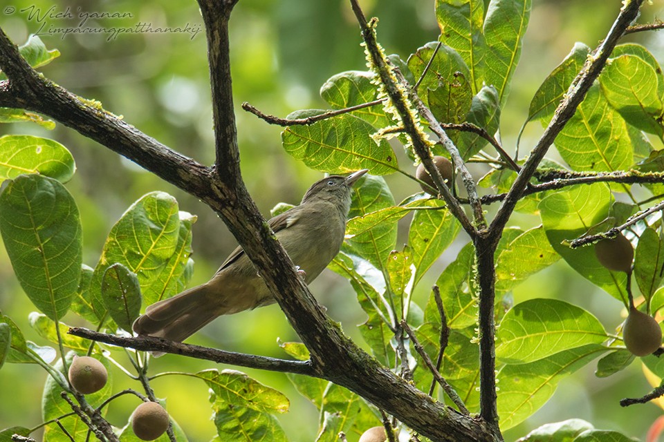 Bulbul Verdoso (cinnamomeoventris) - ML109881561