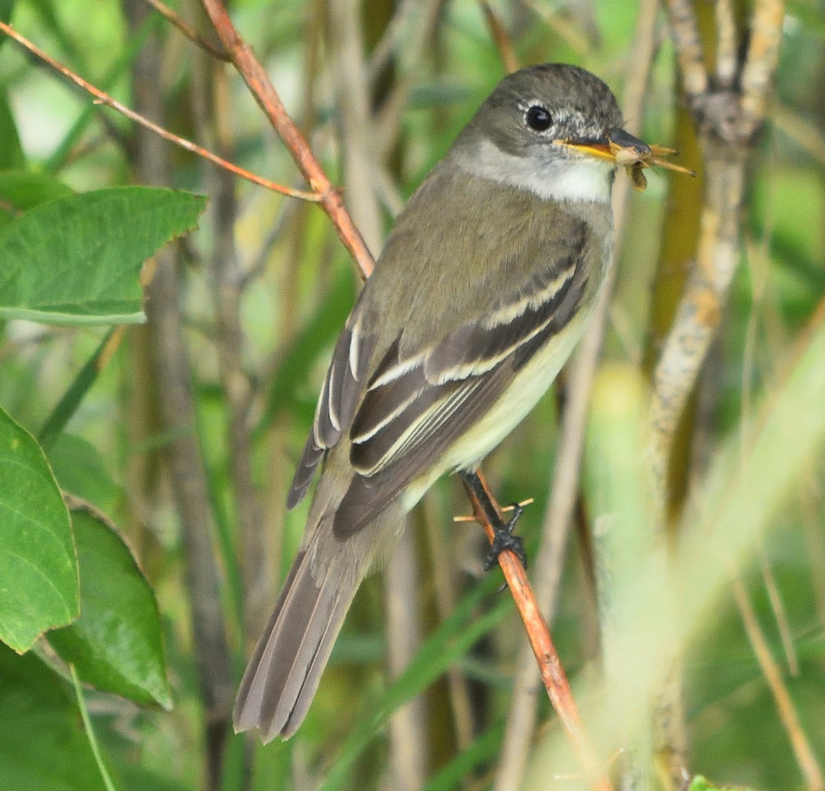 Alder Flycatcher - ML109883691