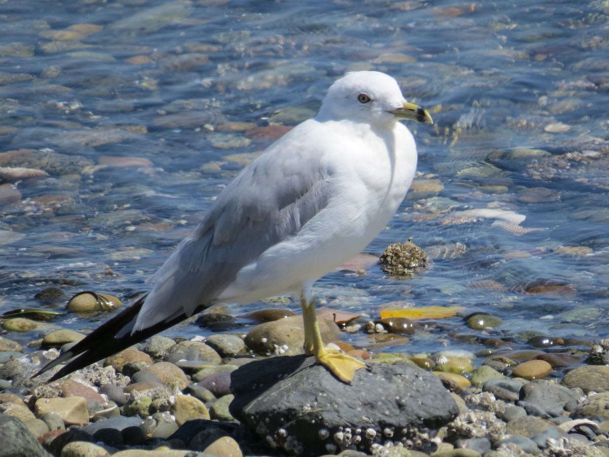 Ring-billed Gull - Phil Wegener