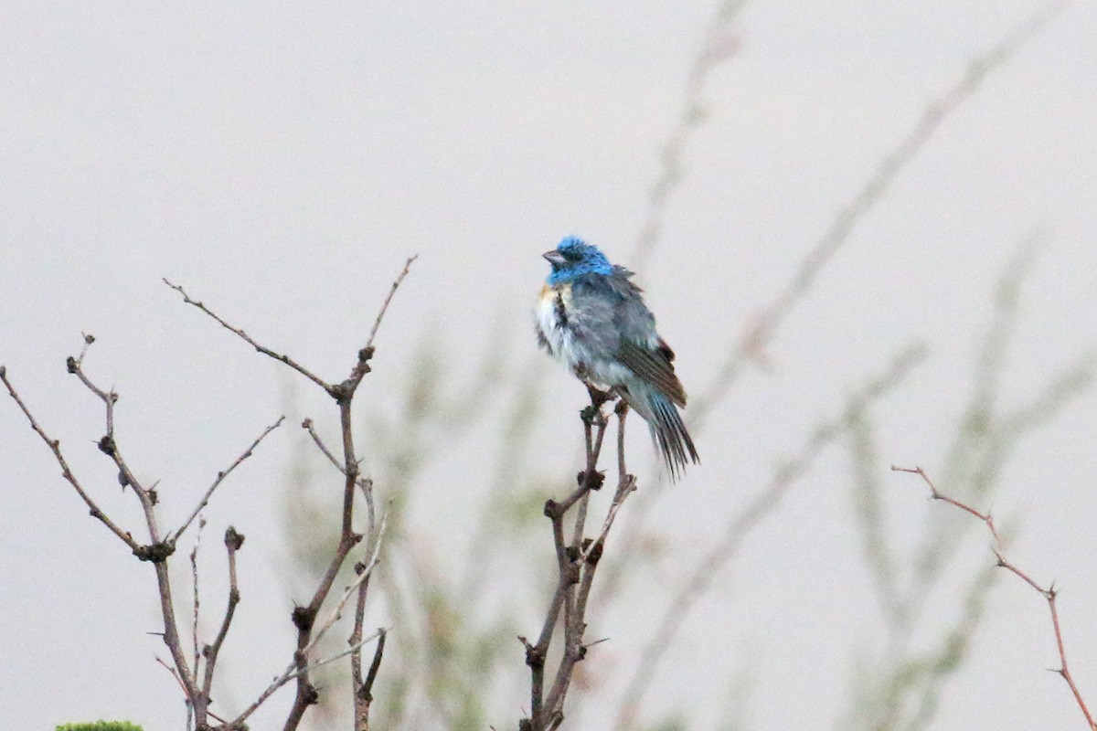 Lazuli Bunting - Richard Fray