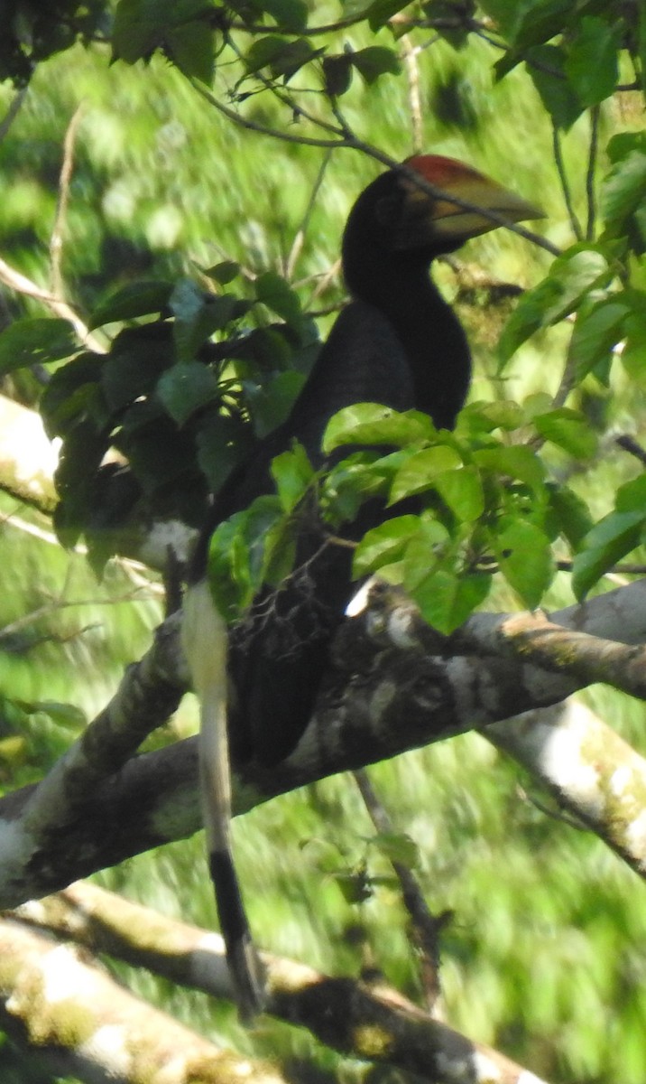 Rhinoceros Hornbill - ML109886411