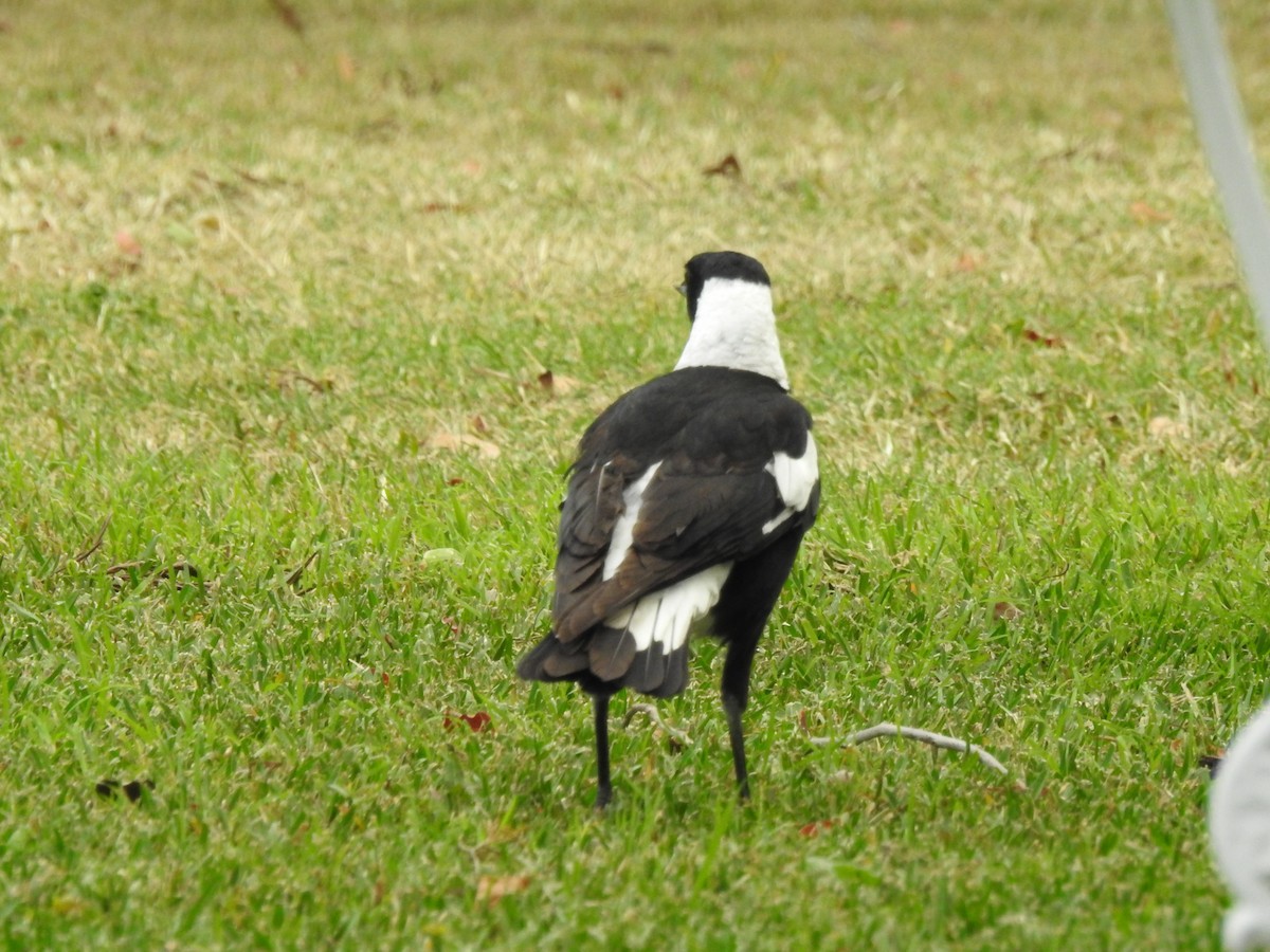 Australian Magpie - Eliza Scott