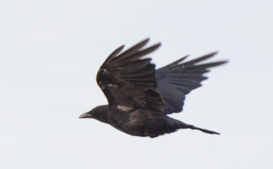 Fish Crow - ML109888181