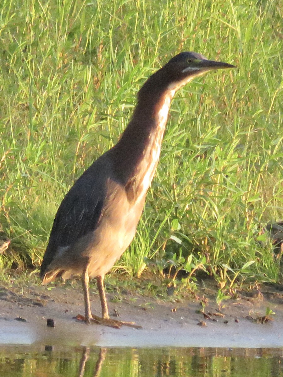 Green Heron - Nick Komar