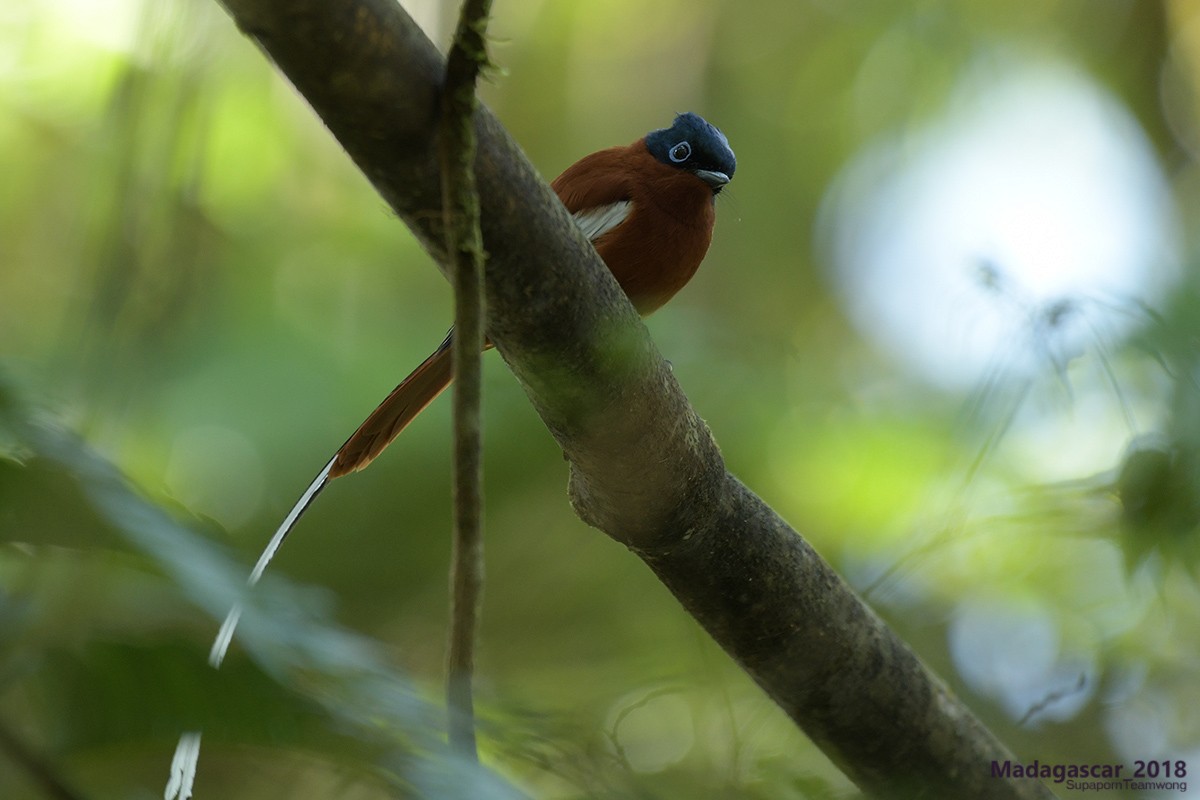 Malagasy Paradise-Flycatcher - Supaporn Teamwong
