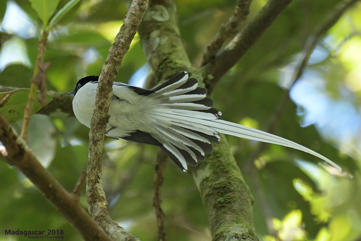 Malagasy Paradise-Flycatcher - Supaporn Teamwong