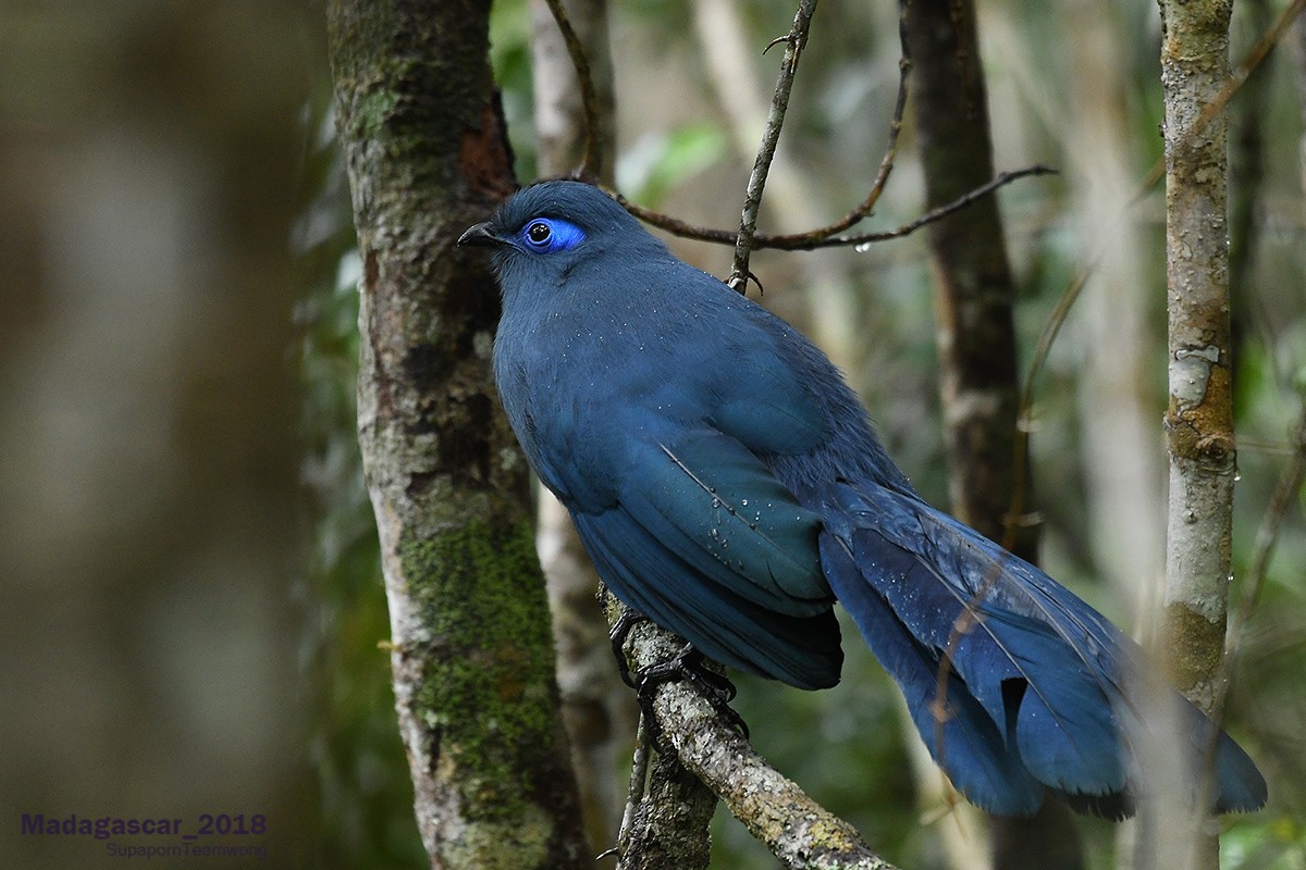 Blue Coua - Supaporn Teamwong