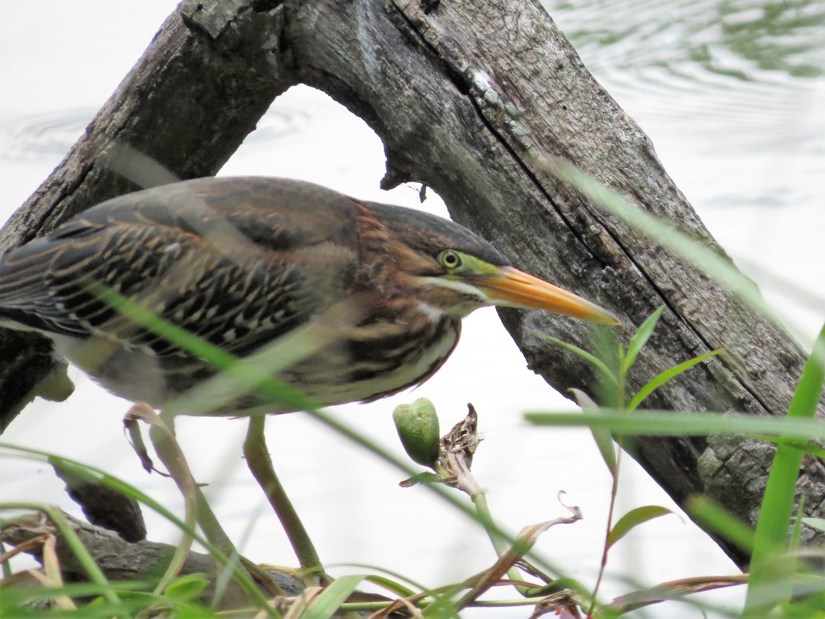 Green Heron - ML109890541