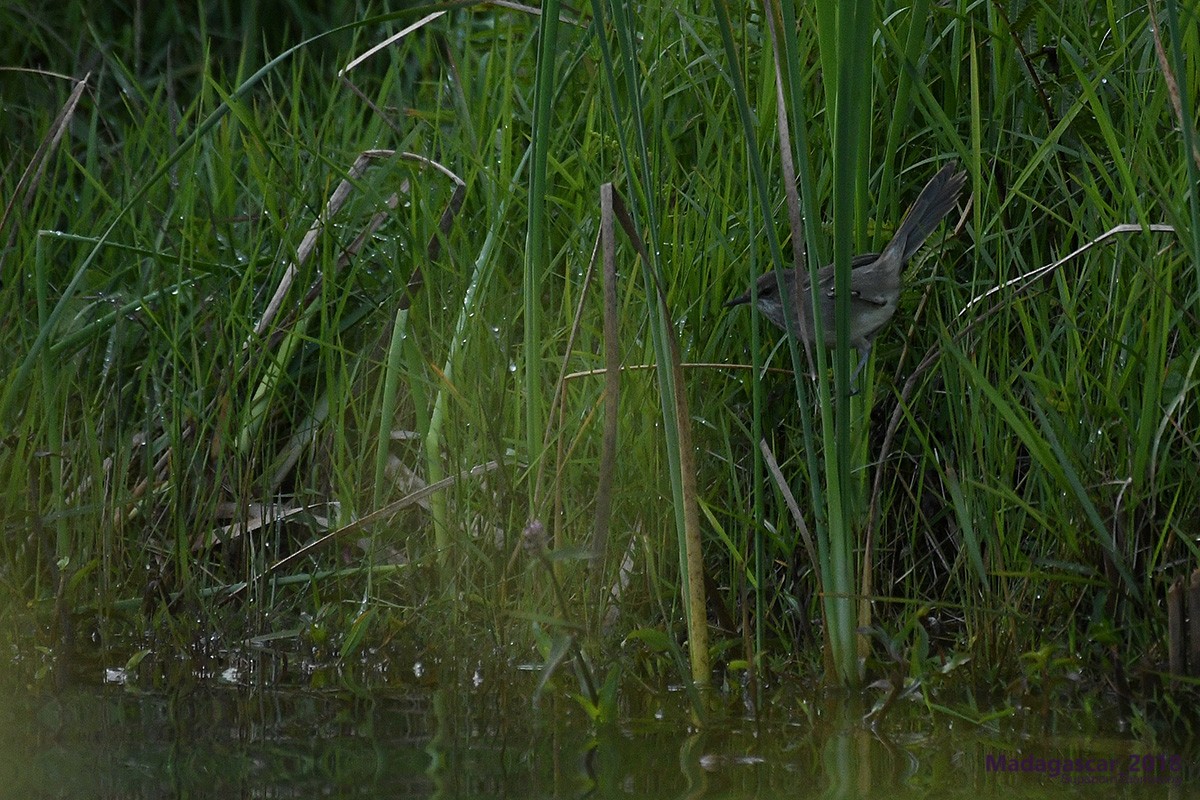 Madagascar Swamp Warbler - ML109890721