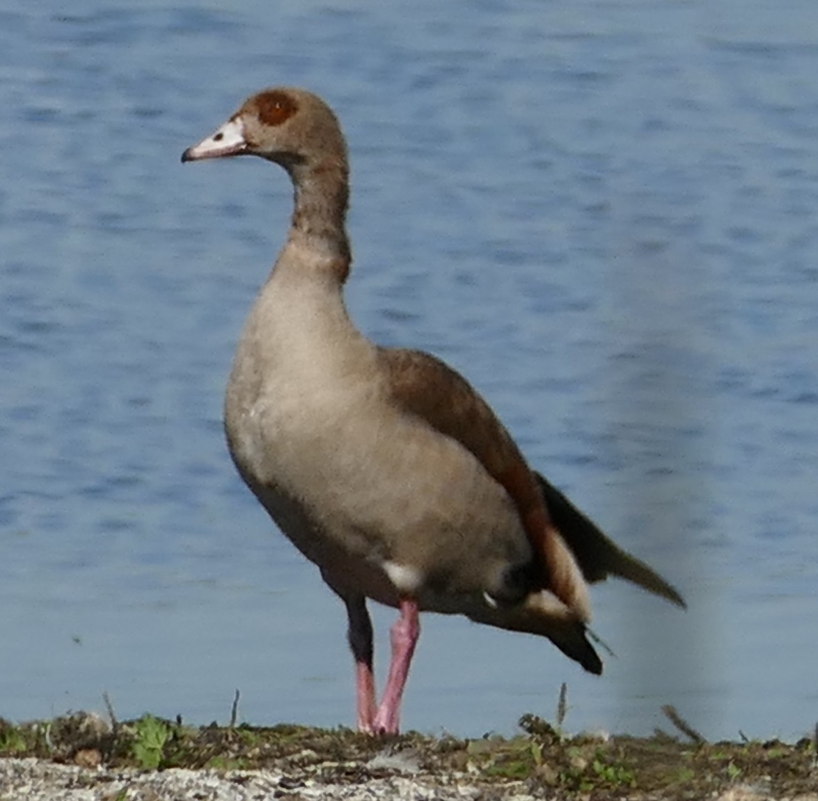 Egyptian Goose - ML109891731