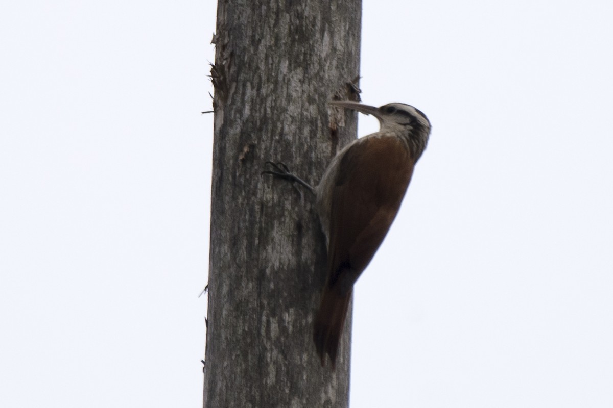 Narrow-billed Woodcreeper - ML109891841