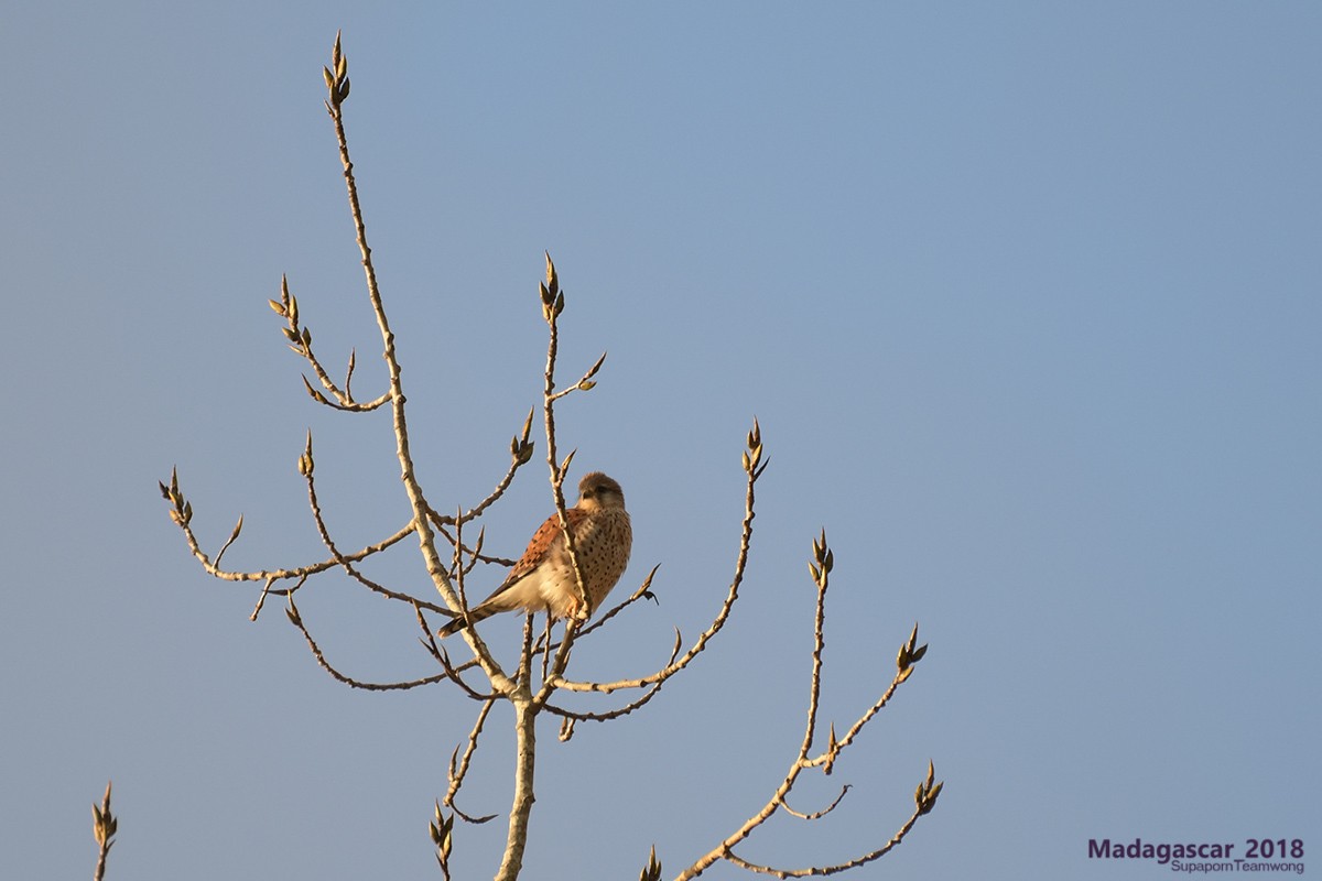 Malagasy Kestrel - ML109892031