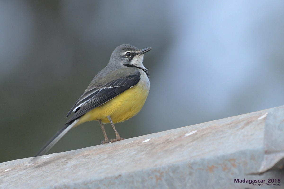 Madagascar Wagtail - ML109892061