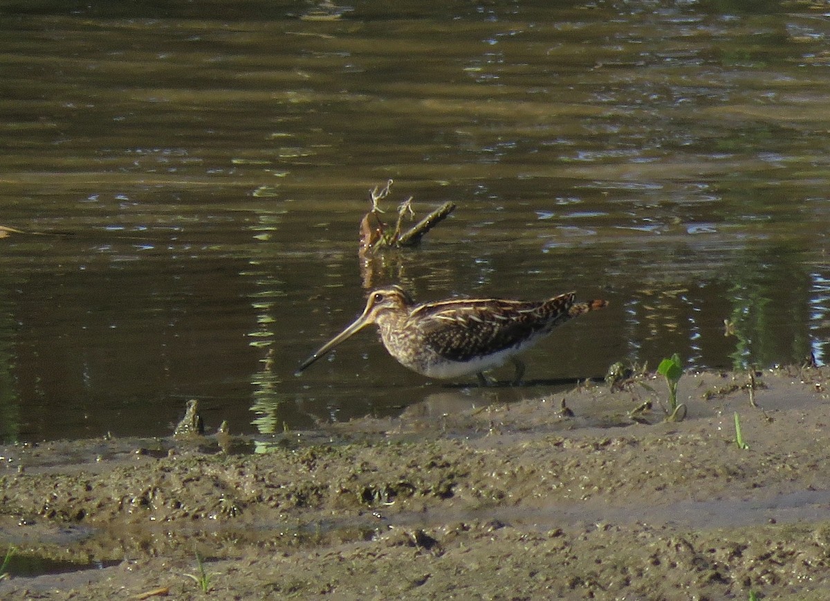 Common Snipe - ML109892111