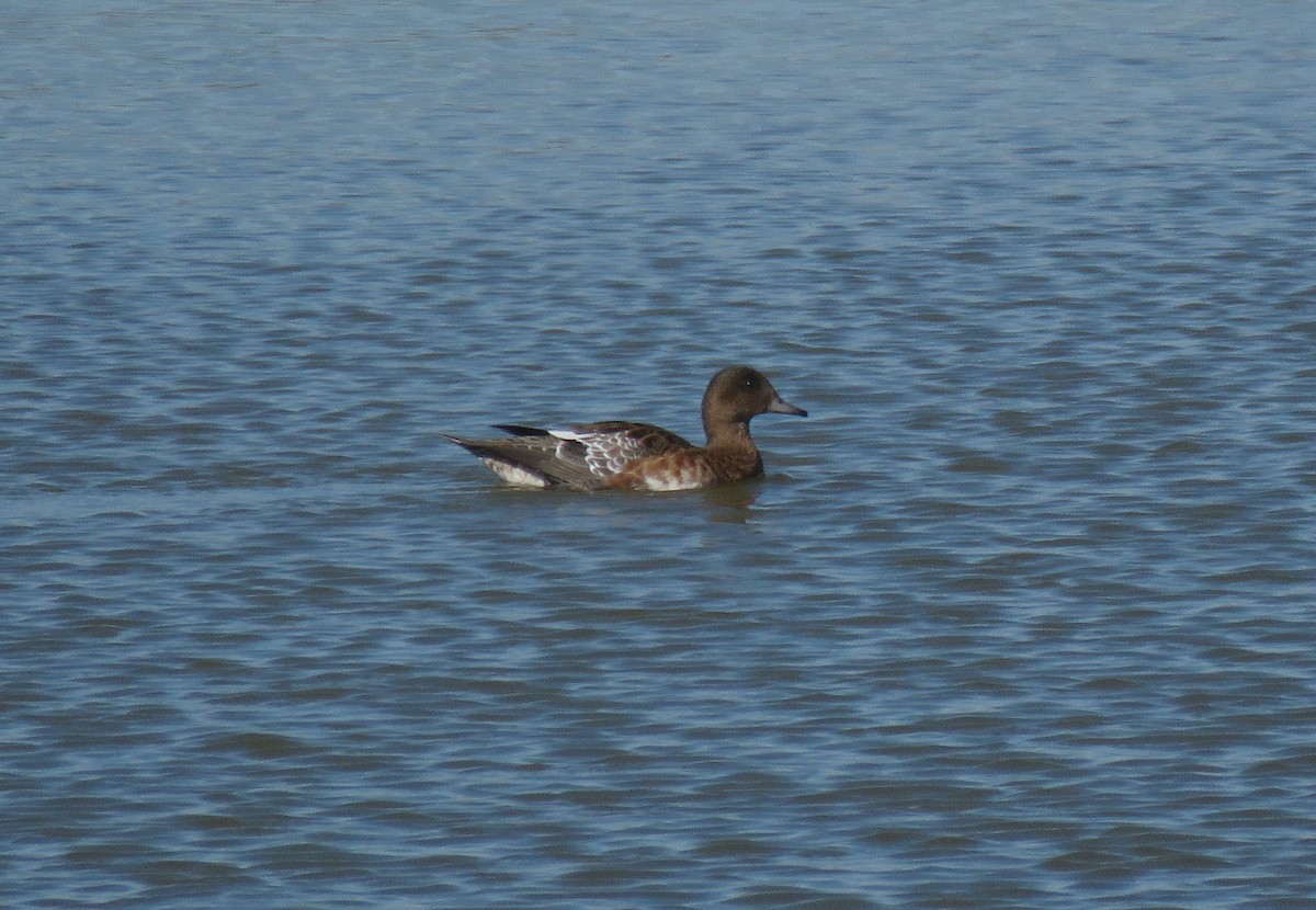 Eurasian Wigeon - Henk Sierdsema