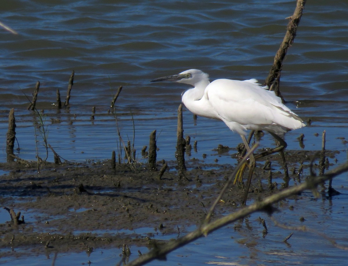 Little Egret - Henk Sierdsema