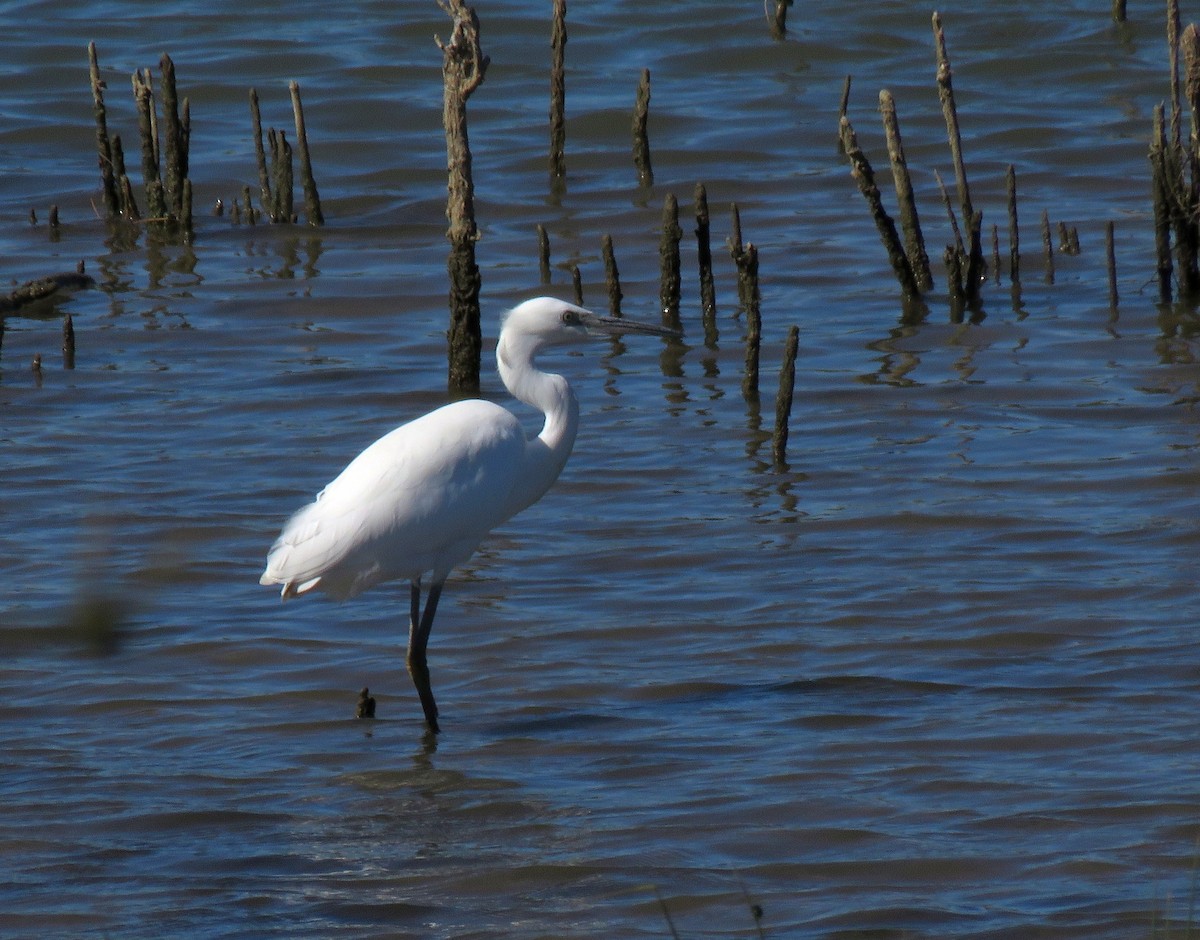 Little Egret - Henk Sierdsema