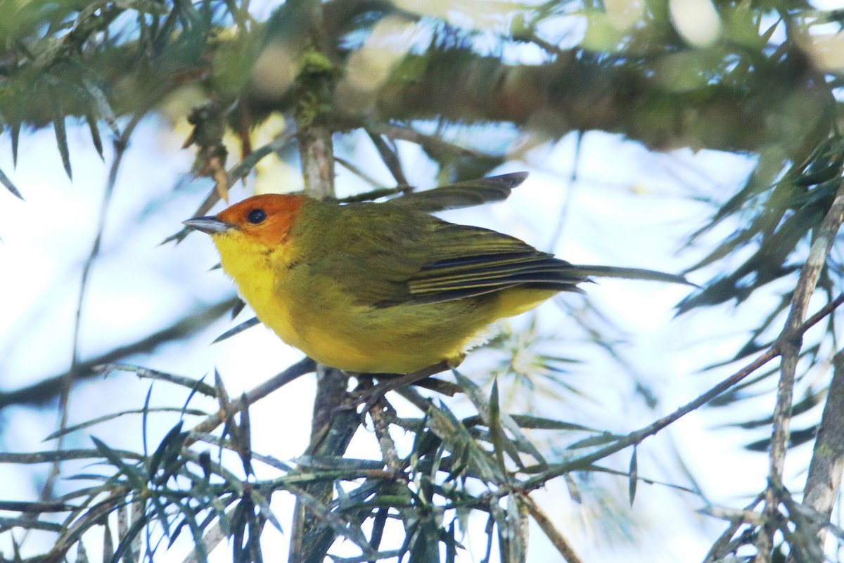 Rust-and-yellow Tanager - ML109892521