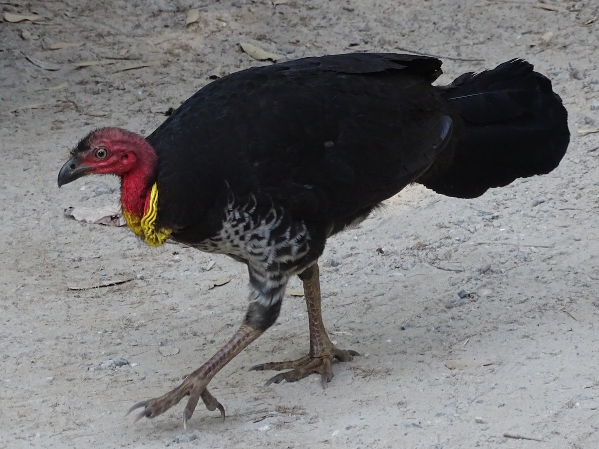 Australian Brushturkey - ML109892571