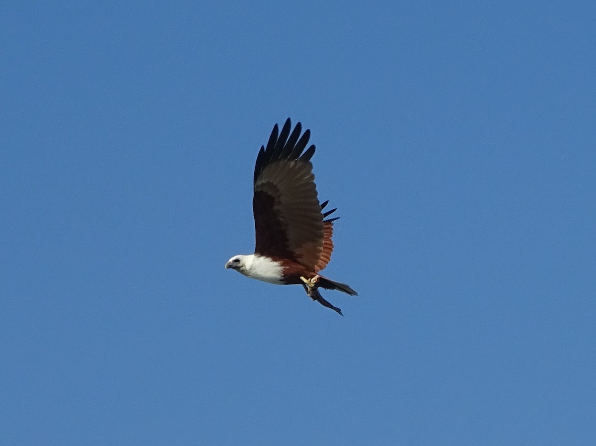 Brahminy Kite - ML109892591