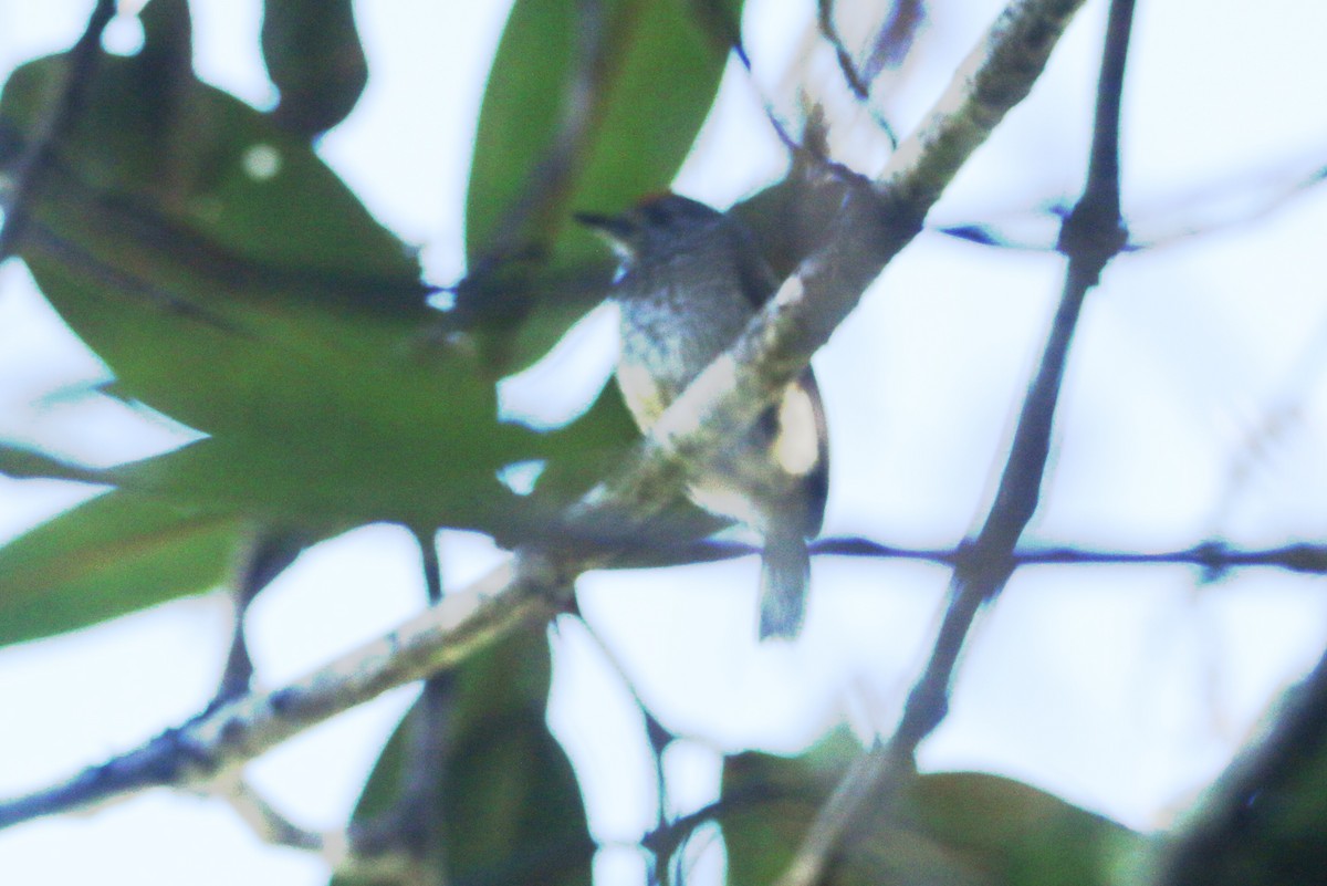 Ocellated Piculet - ML109892621