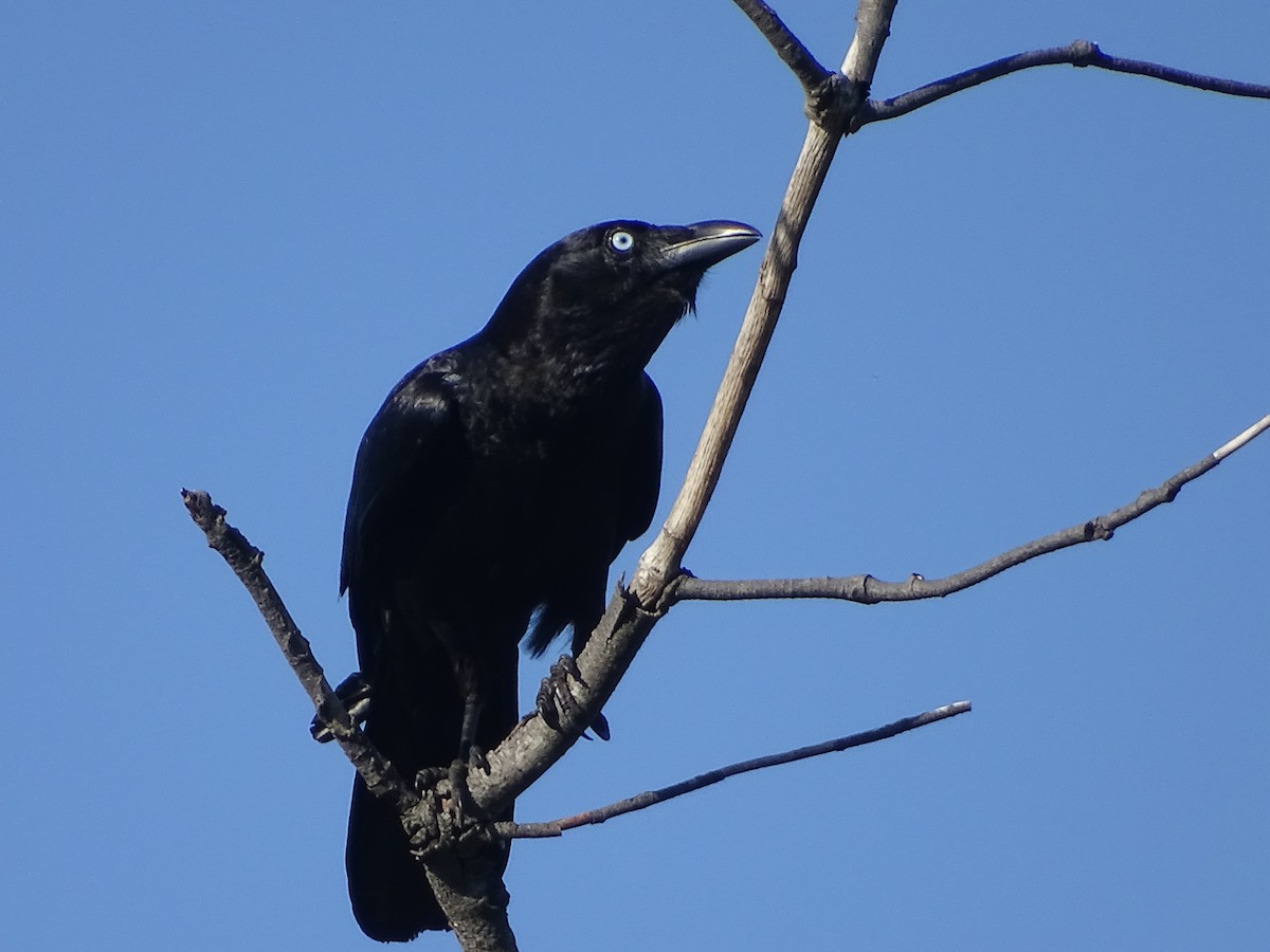 Torresian Crow - Richard Murray