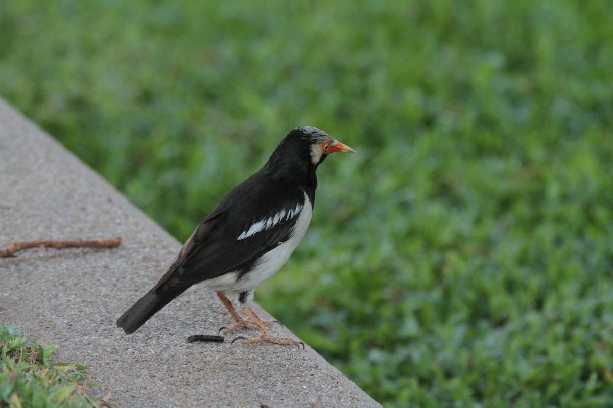 Siamese Pied Starling - ML109892951