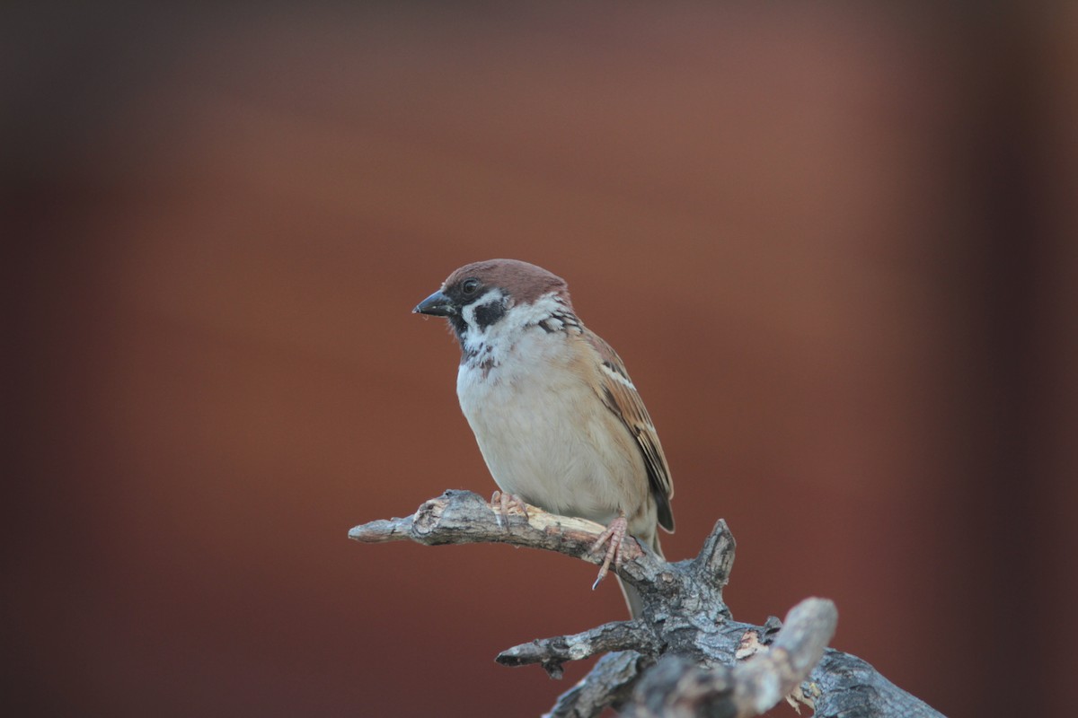 Eurasian Tree Sparrow - ML109892961