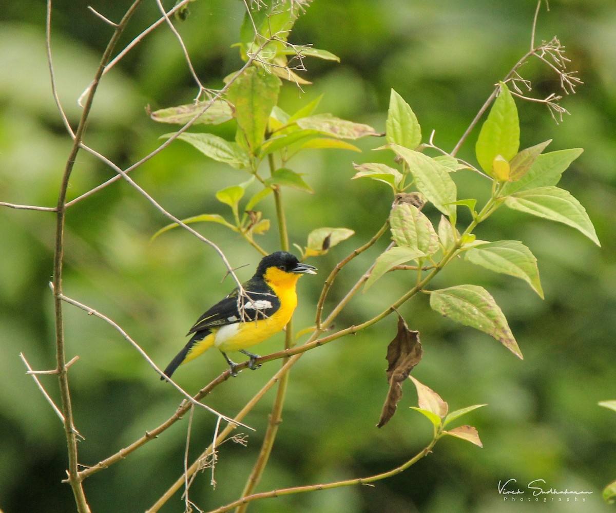 Common Iora - ML109892971