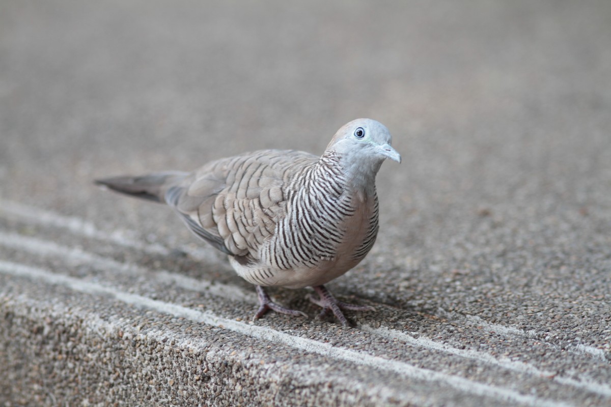 Zebra Dove - ML109892991