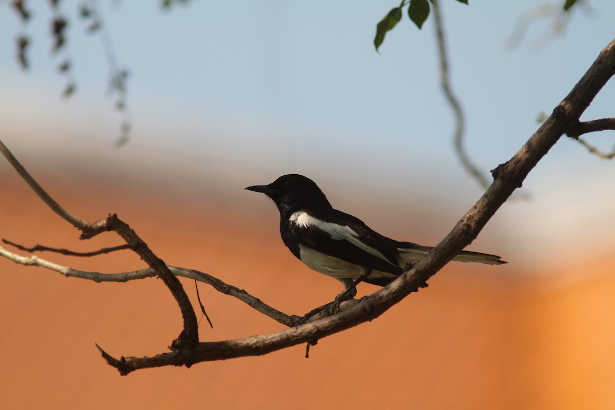 Oriental Magpie-Robin - ML109893011