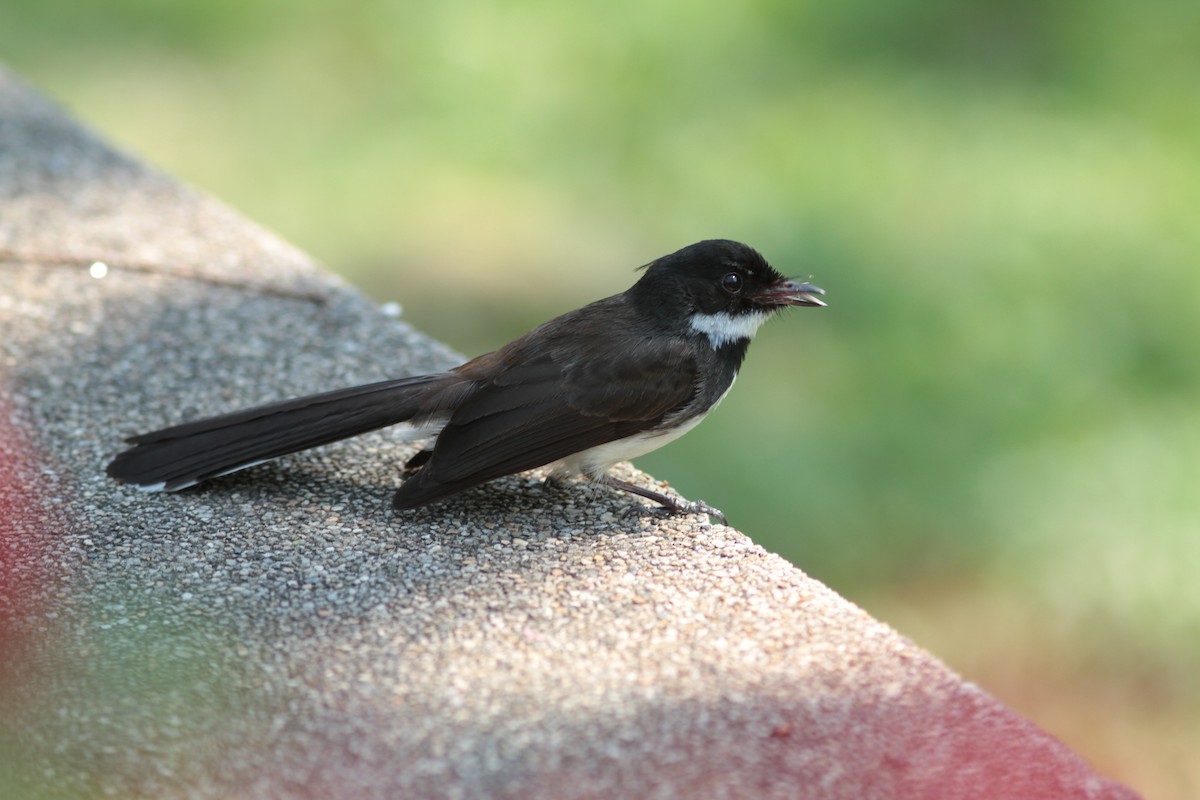 Malaysian Pied-Fantail - ML109893031