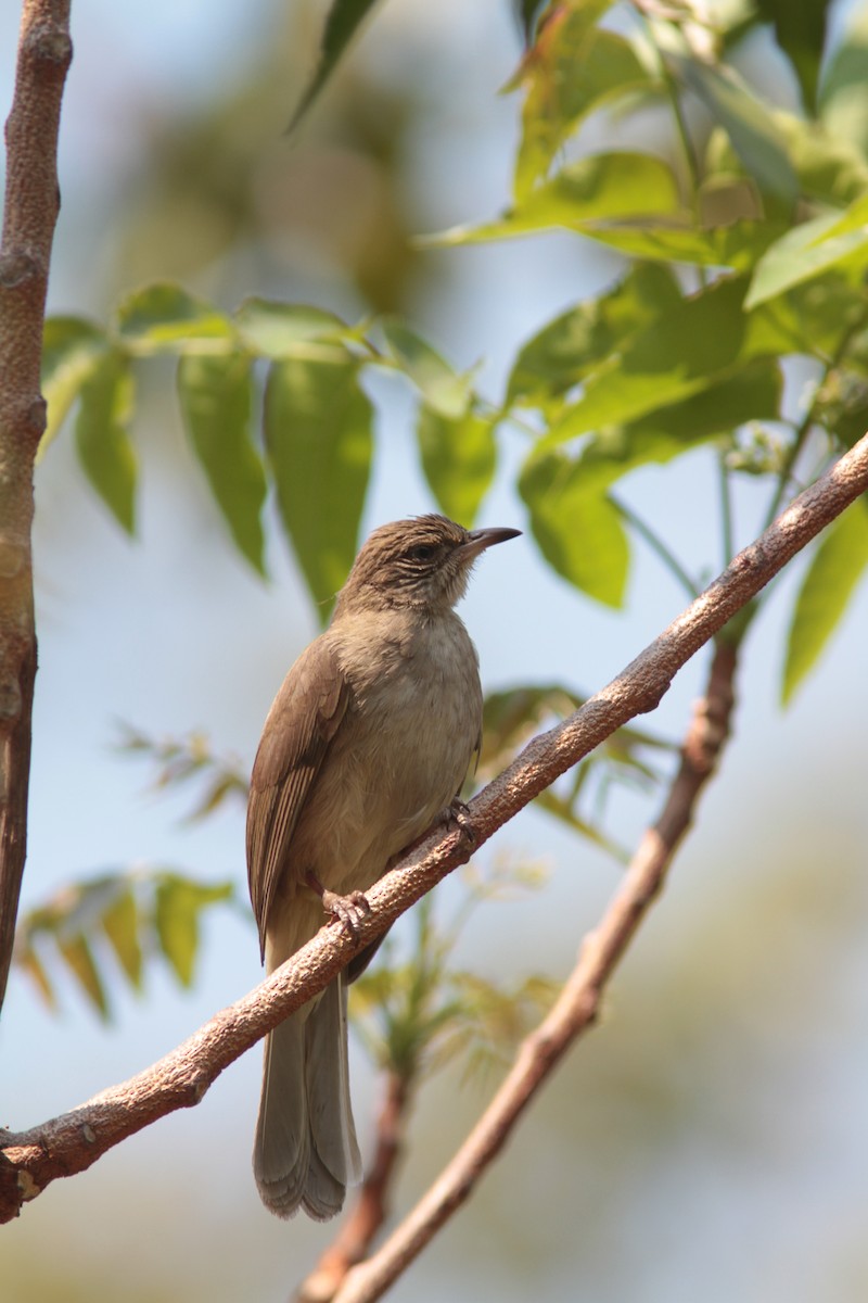 Streak-eared Bulbul - ML109893051