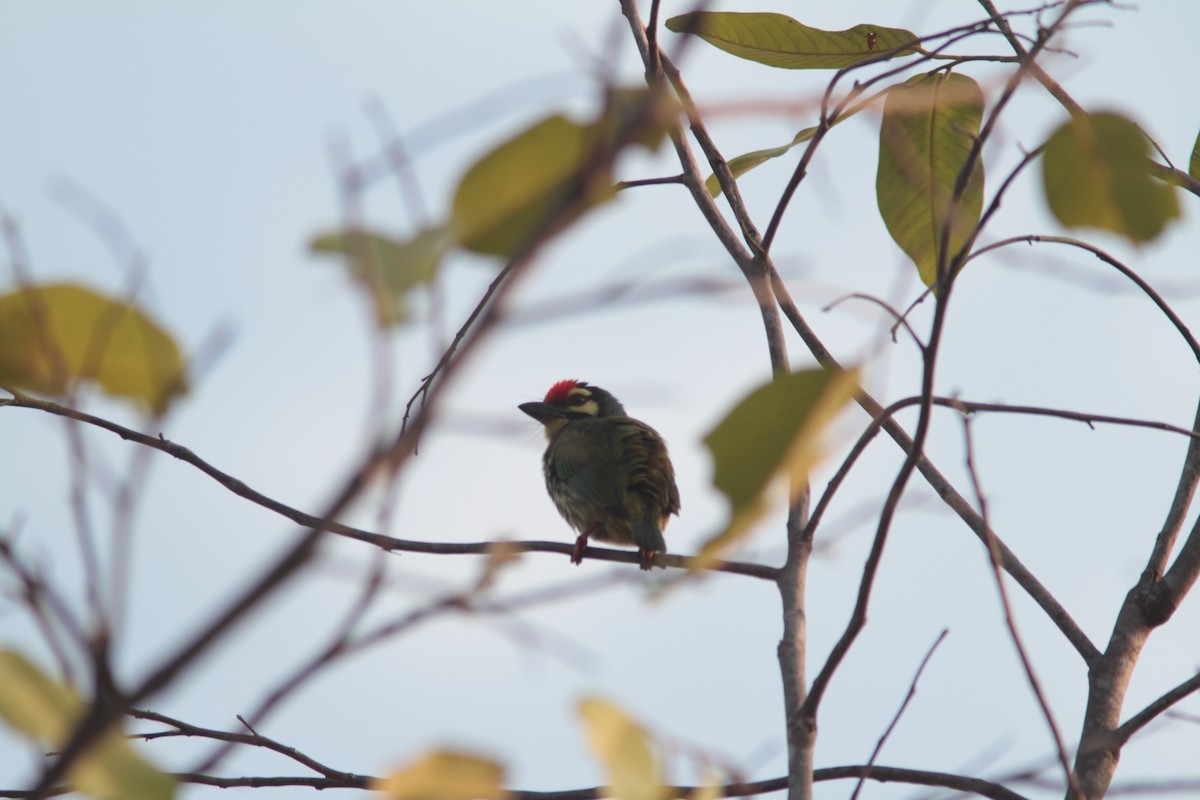 Coppersmith Barbet - ML109893091