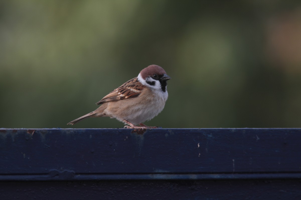 Eurasian Tree Sparrow - ML109893111