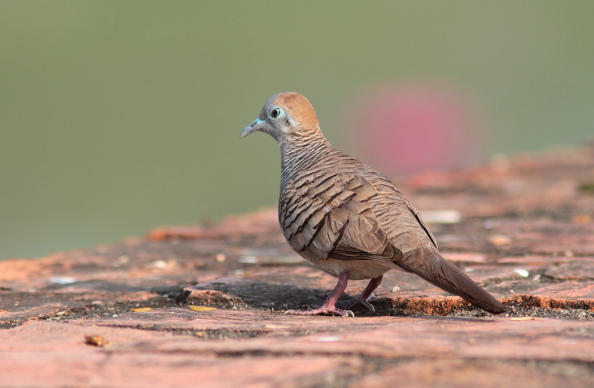 Zebra Dove - ML109893131