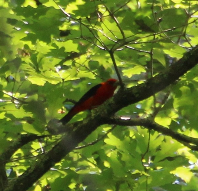 Scarlet Tanager - Nancy Braun