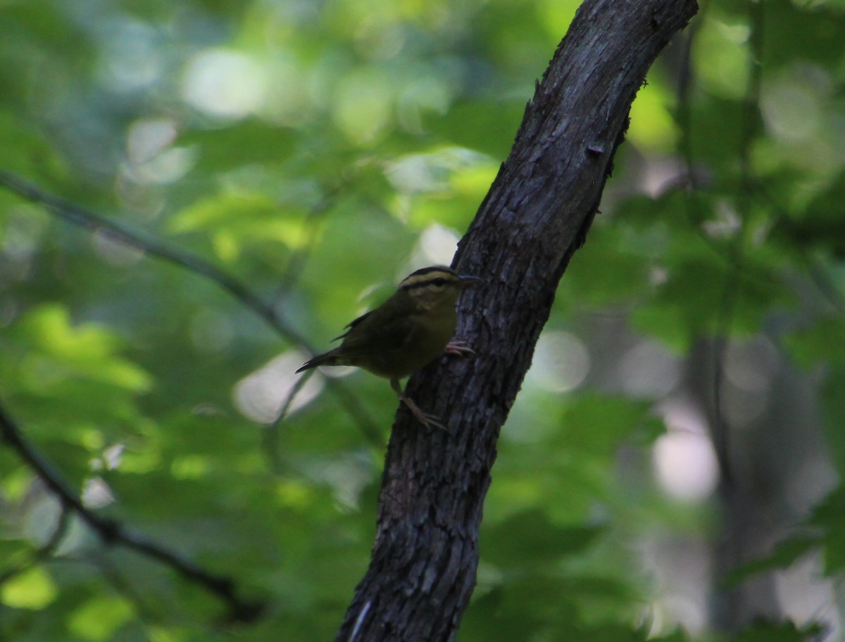 Paruline vermivore - ML109893671