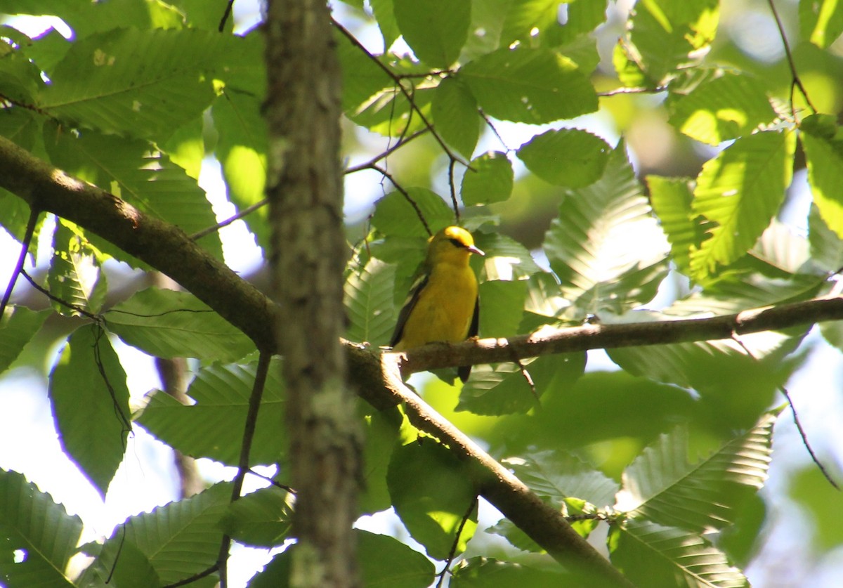 Blauflügel-Waldsänger - ML109893701