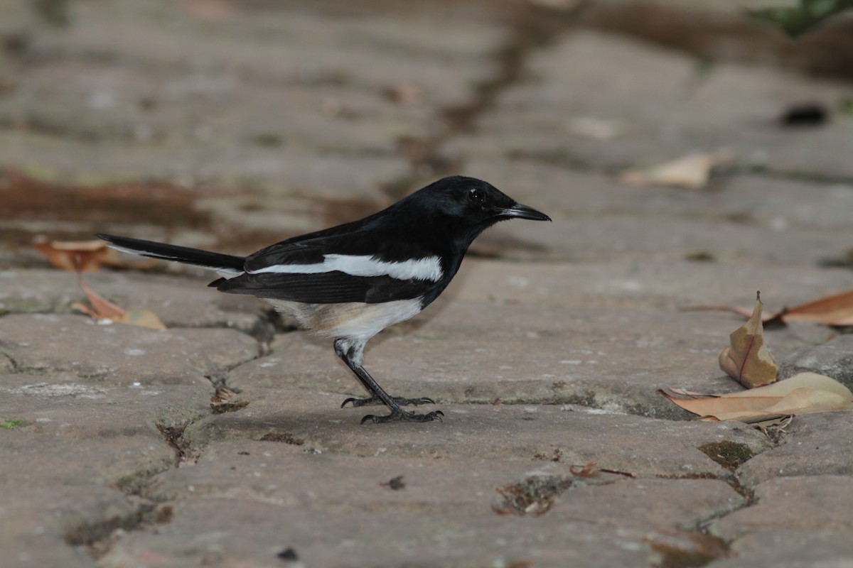 Oriental Magpie-Robin - Guy Poisson