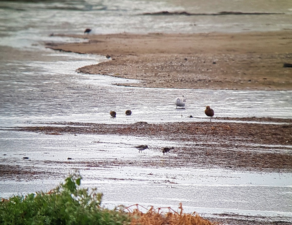 Broad-billed Sandpiper - ML109895161