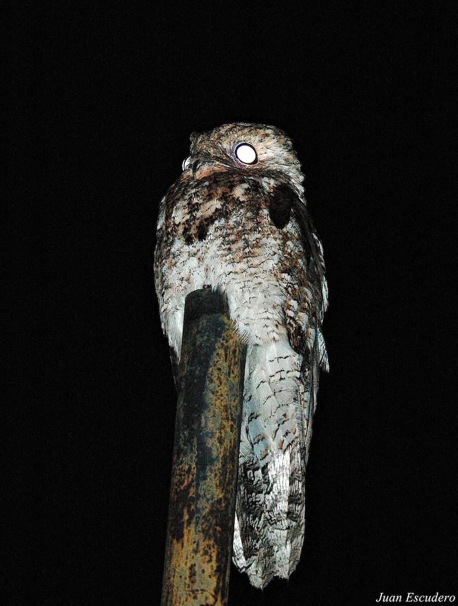 Great Potoo - Juan Escudero