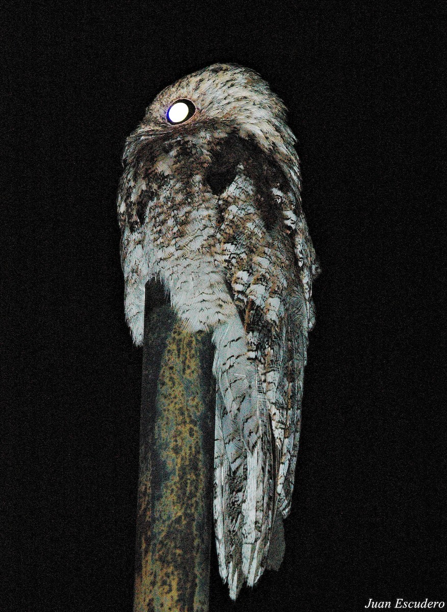 Great Potoo - Juan Escudero