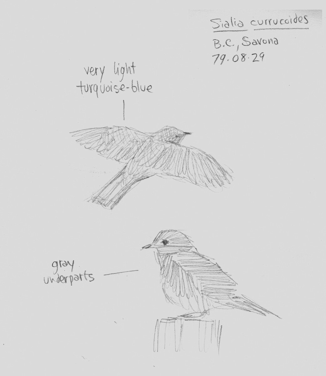 Mountain Bluebird - ML109899561