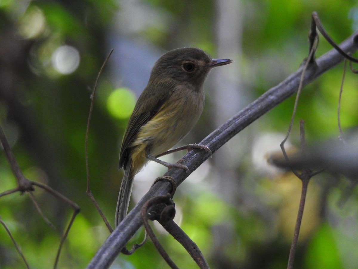 Buff-breasted Tody-Tyrant - ML109899801