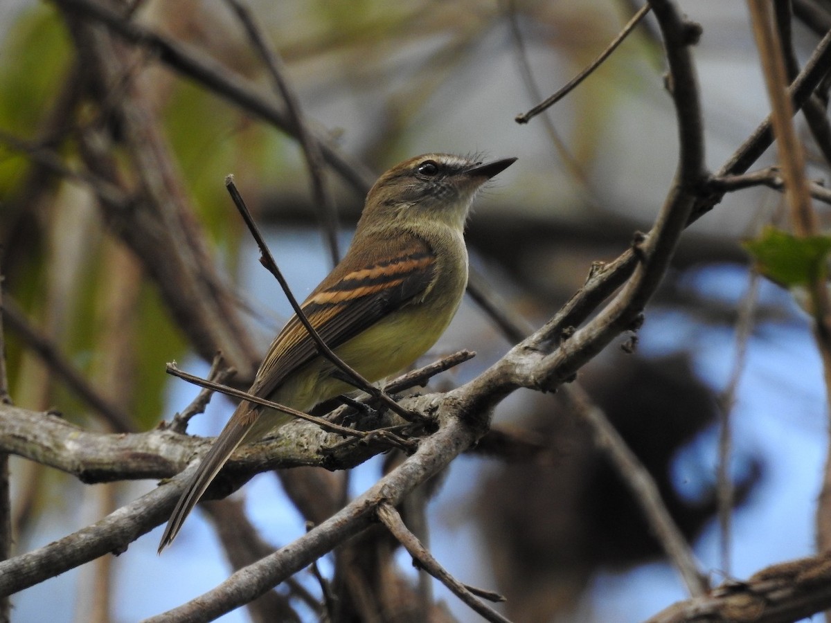 Fuscous Flycatcher - ML109899811